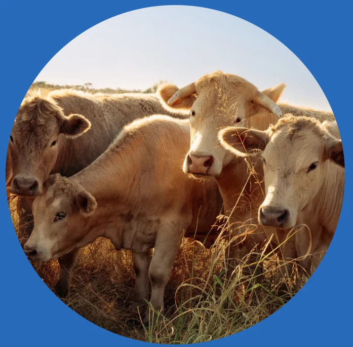 How Equip makes beef protein